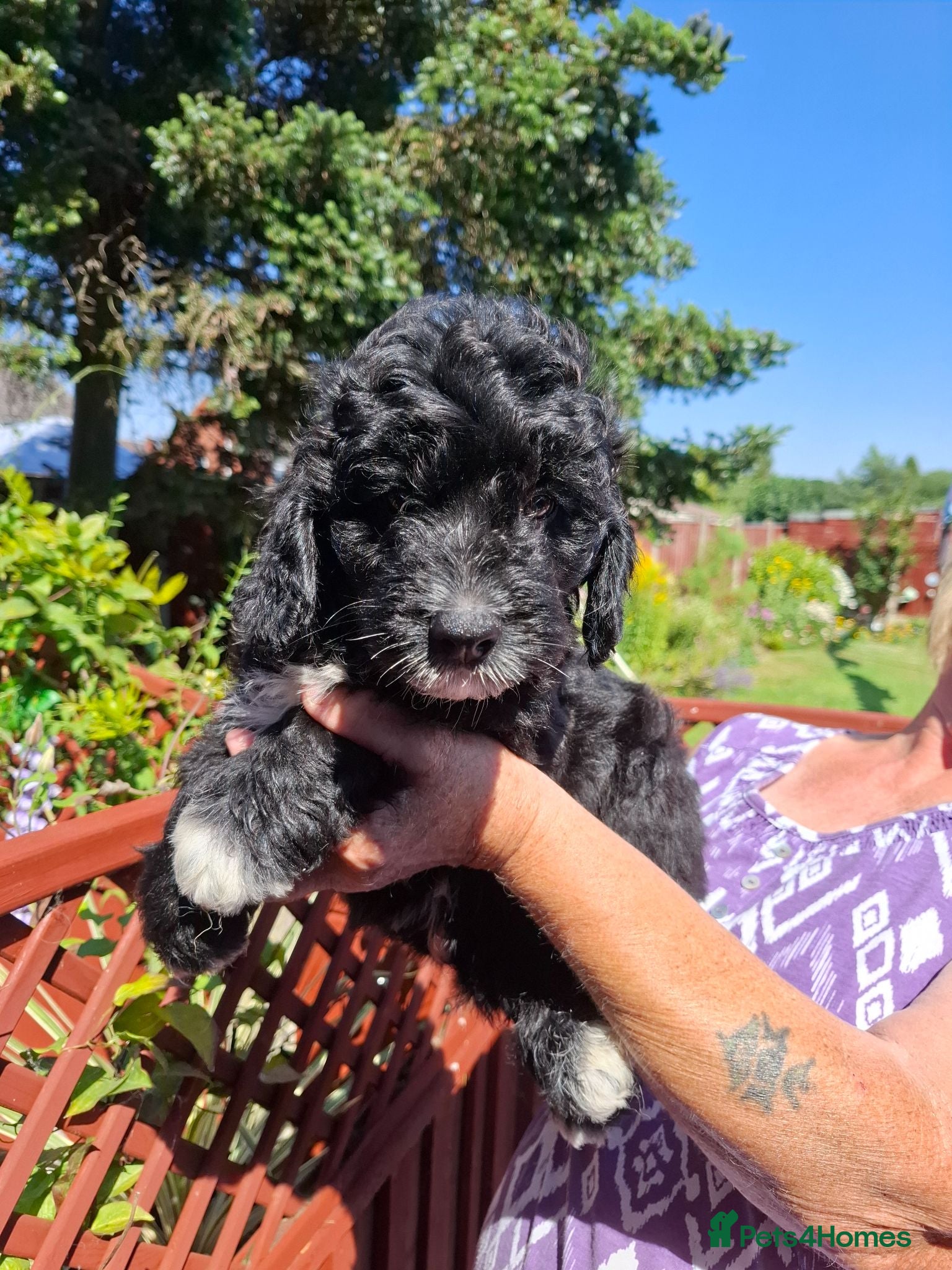 Bordoodle dogs Beautiful border collie x mini poodles puppies   - Advert 3