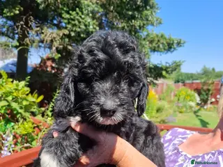 Bordoodle dogs Beautiful border collie x mini poodles puppies - Advert 1