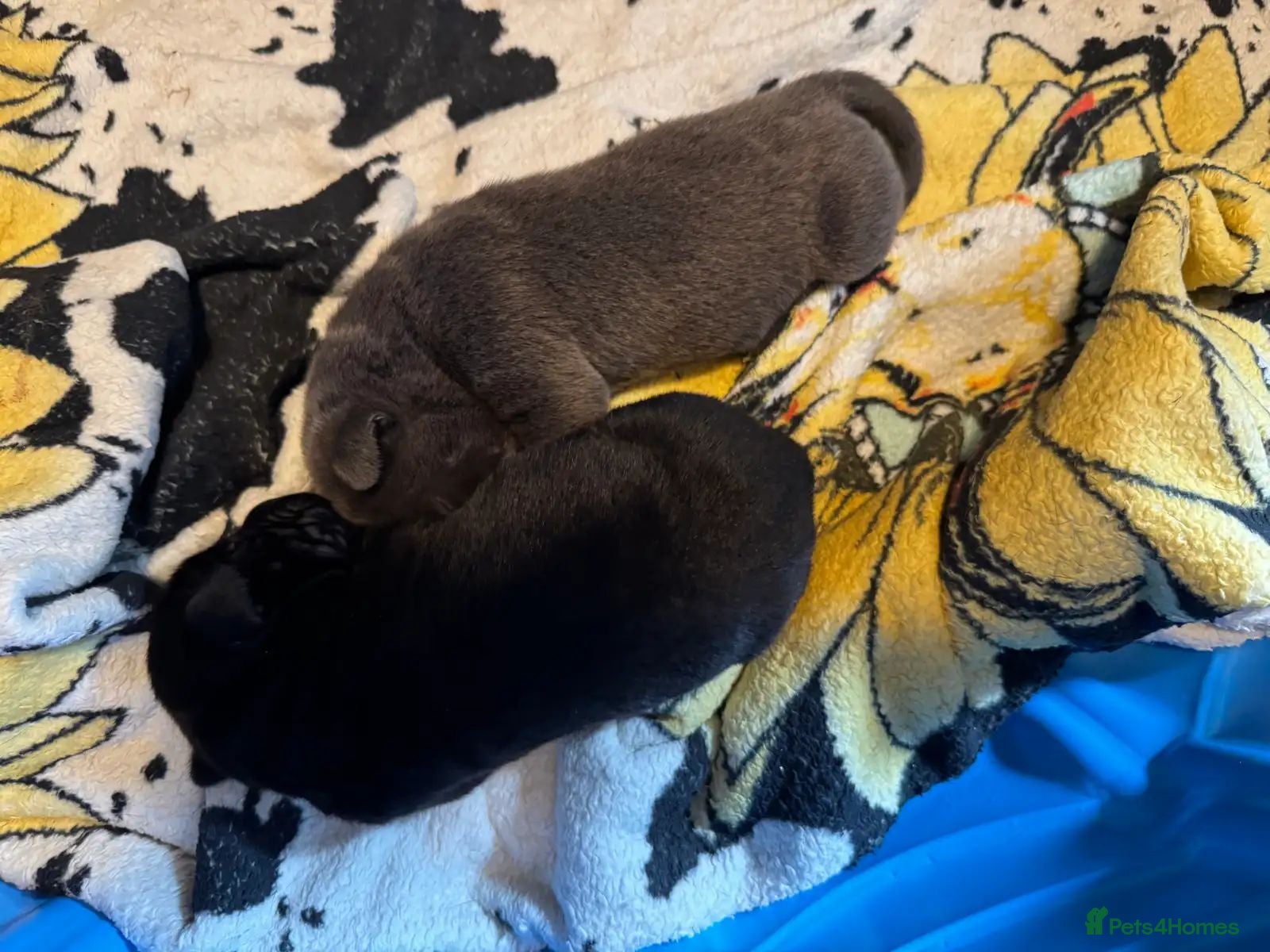Cane Corso dogs Strong, Smart & Family-Oriented - Advert 11