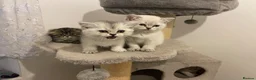 Scottish Fold cats for sale: Adorable Scottish Fold Kittens for Sale  - Advert 3