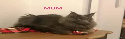 Maine Coon cats for sale: OUTSTANDING SHOW QUALITY MAINE COON KITTENS  - Advert 13