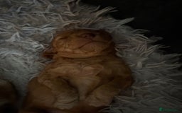 Cockapoo dogs for sale: F1B Cockerpoo puppies looking for new homes - Image 15