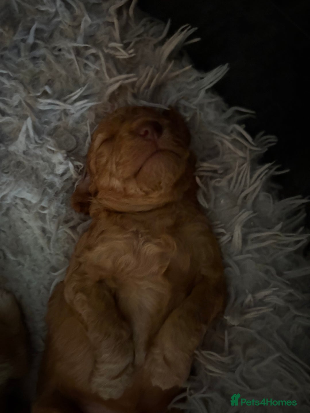 Cockapoo dogs for sale: F1B Cockerpoo puppies looking for new homes - Image 15