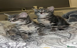 Domestic Shorthair cats for sale: Beautiful boys for sale  - Image 17