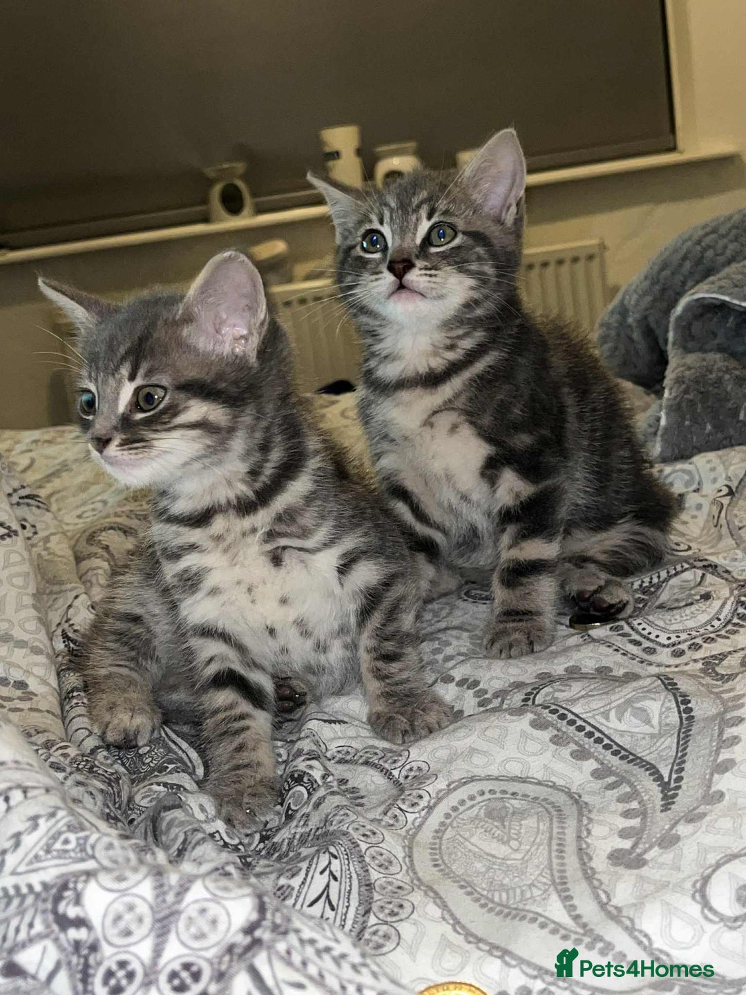 Domestic Shorthair cats for sale: Beautiful boys for sale  - Image 17