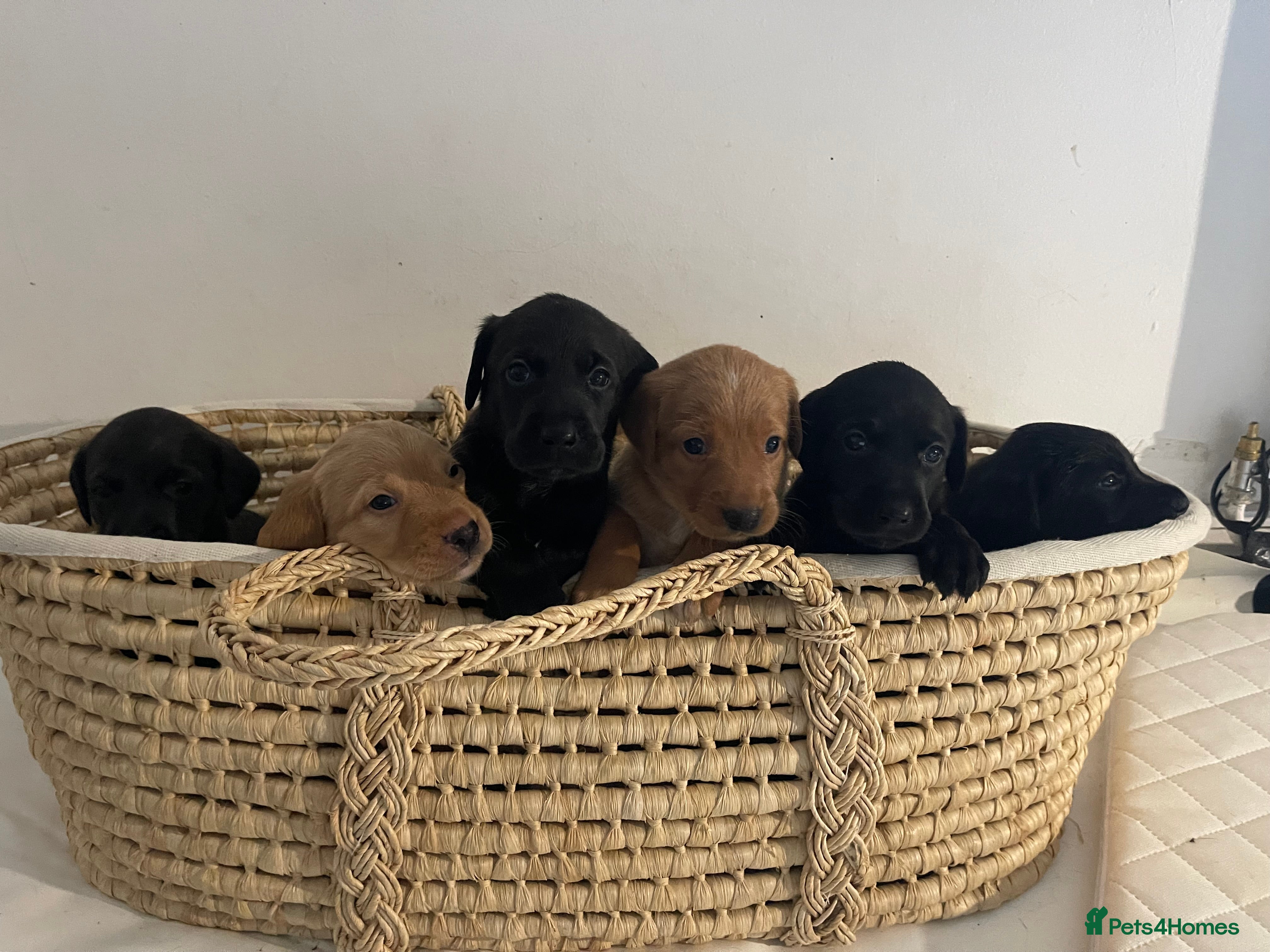 Mixed Breed dogs Labrador Retriever x Podenco Puppies - Advert 1
