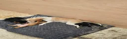 Beagle dogs for sale: Beaglepoo/poogles in Dartford - Advert 11
