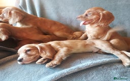 Cocker Spaniel dogs for sale: Beautiful health checked cocker spaniel puppies - Image 6