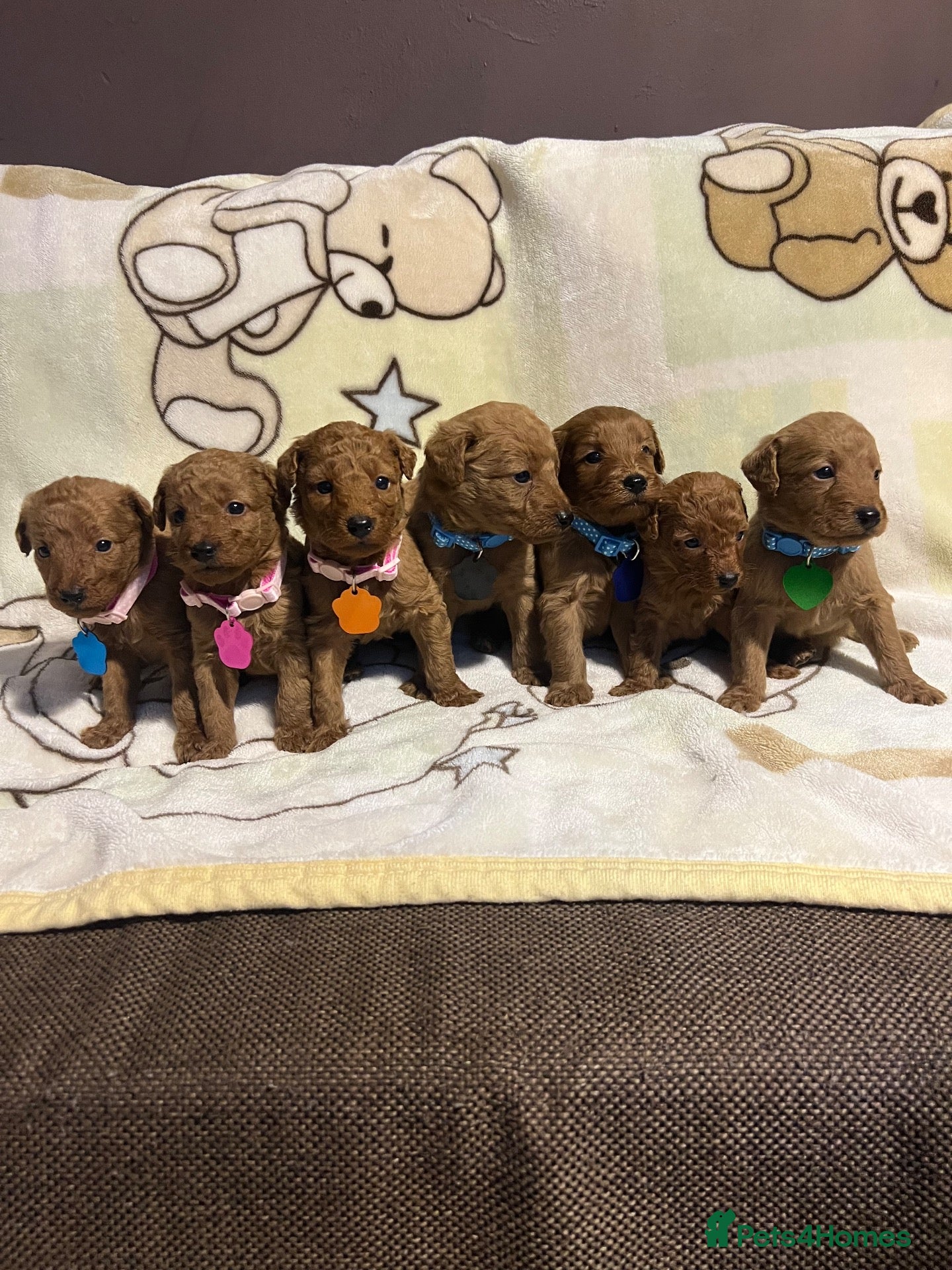 Labradoodle dogs for sale: Labradoodle Fox Red❤️❤️❤️ - Advert 10