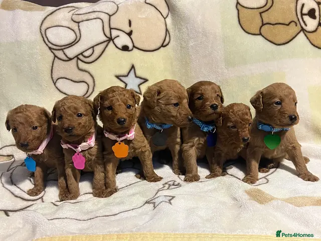 Labradoodle dogs for sale: Labradoodle Fox Red❤️❤️❤️ - Advert 10