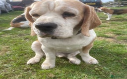 Beagle dogs for sale: Beautiful beagle boys kc reg ready 19 sept  - Image 6