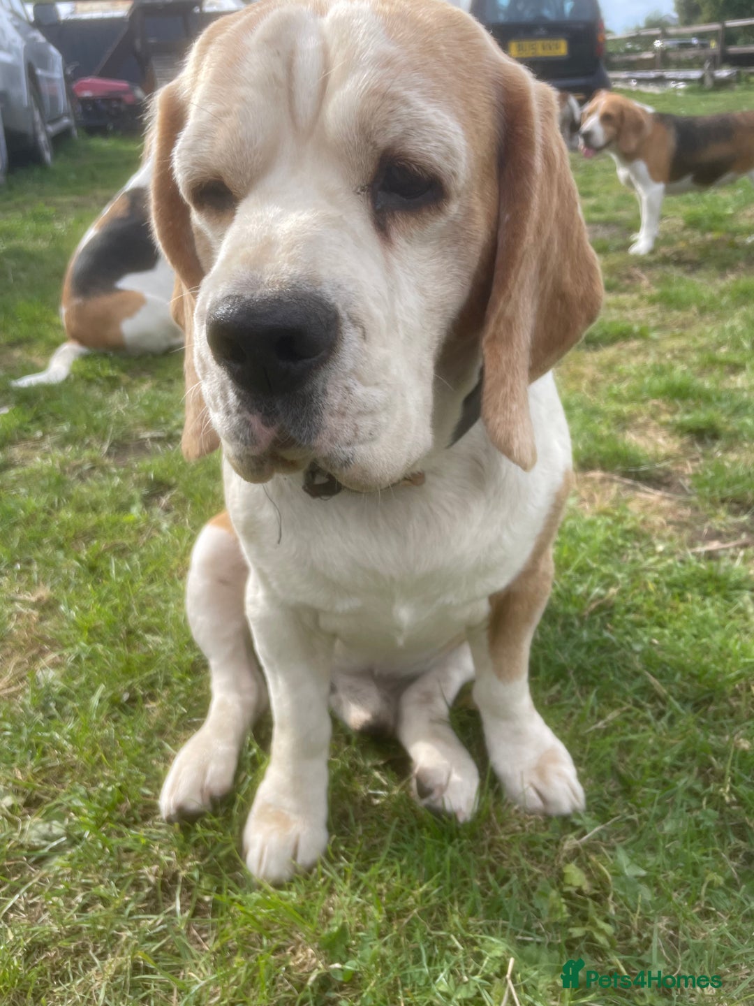 Beagle dogs for sale: Beautiful beagle boys kc reg ready 19 sept  - Image 6