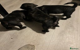 Frug dogs for sale: 4 Male Frugs, Available now! - Image 4