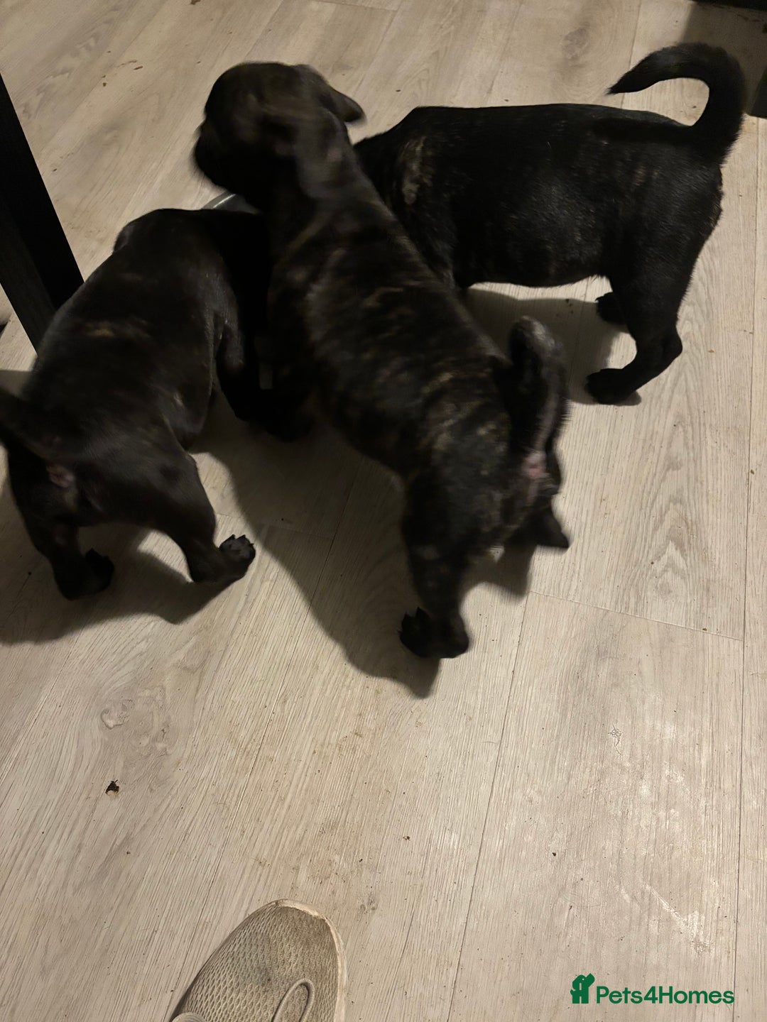 Frug dogs for sale: 4 Male Frugs, Available now! - Image 4