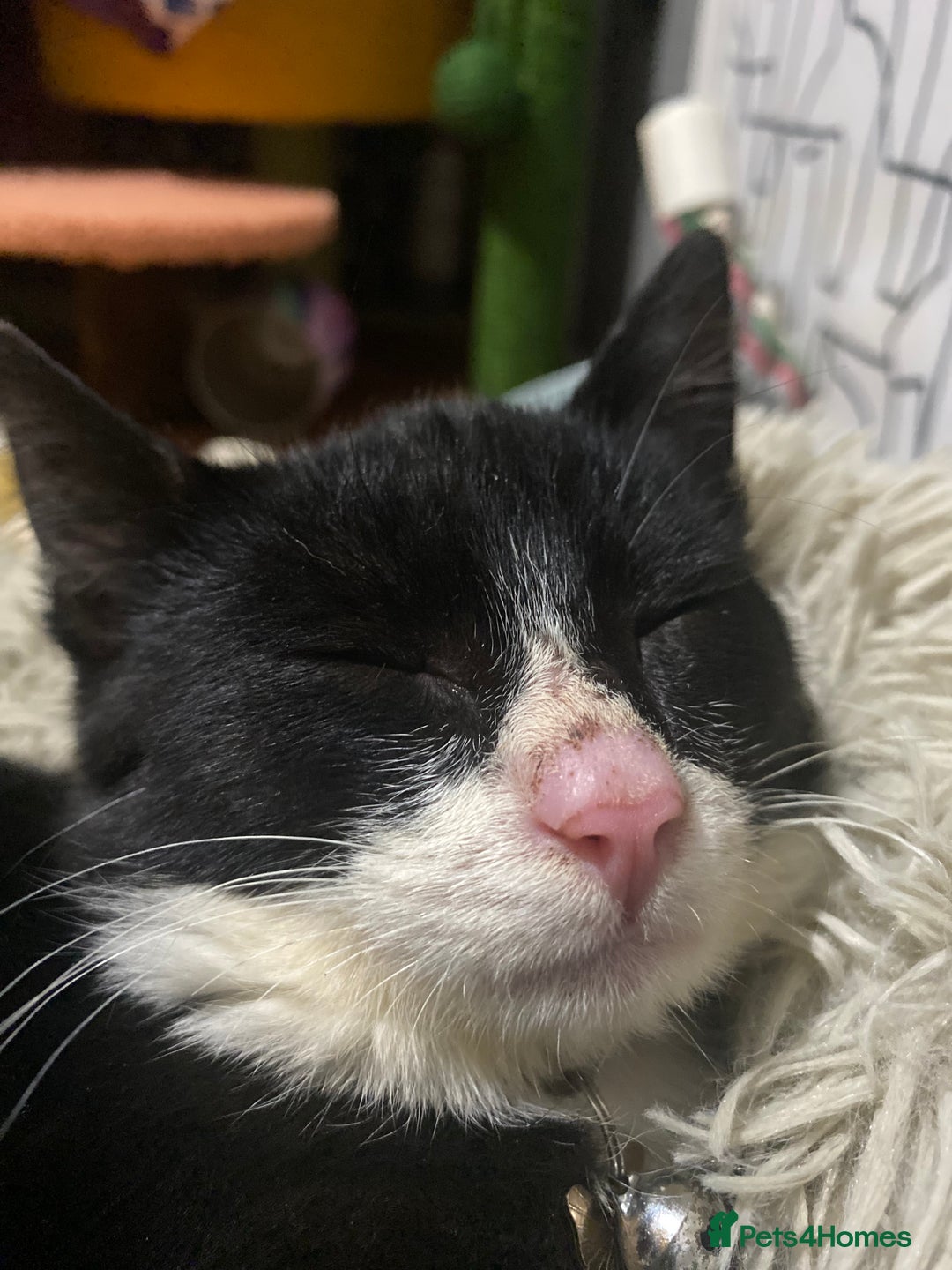 Mixed Breed cats for adoption: Lovely young cat looking for forever home  - Image 9