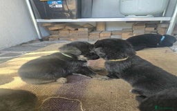 German Shepherd dogs for sale: German Shepherd Puppies - Image 1