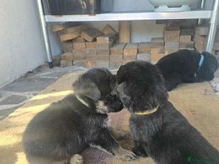 German Shepherd dogs - Advert 1