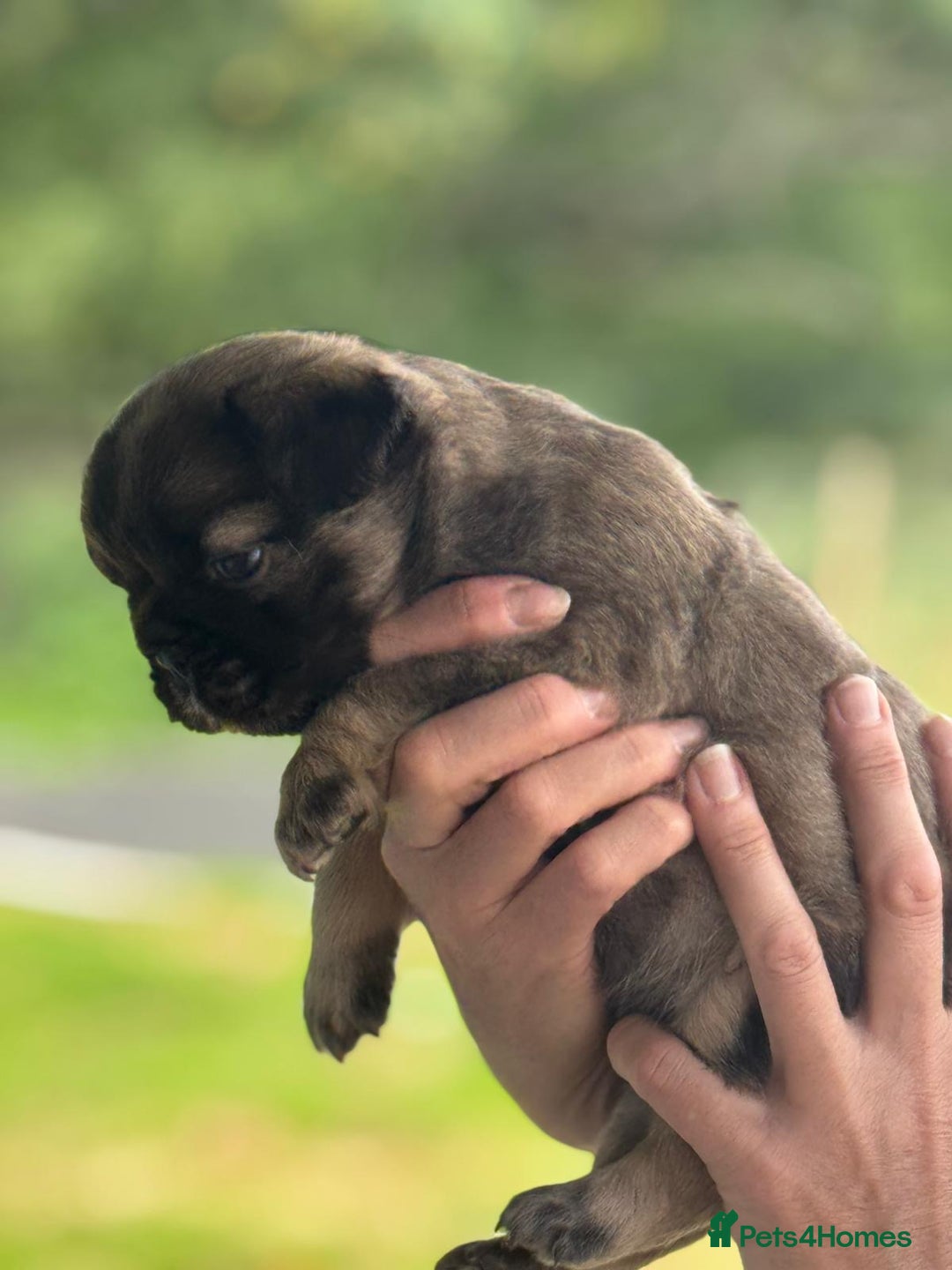 French Bulldog dogs for sale: *Fluffy Frenchie Pups* - Advert 19