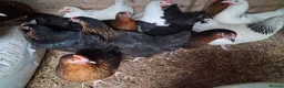 Chickens poultry for sale: Copper Nero hens - Advert 1