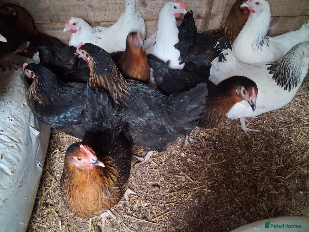 Chickens poultry for sale: Copper Nero hens - Advert 1