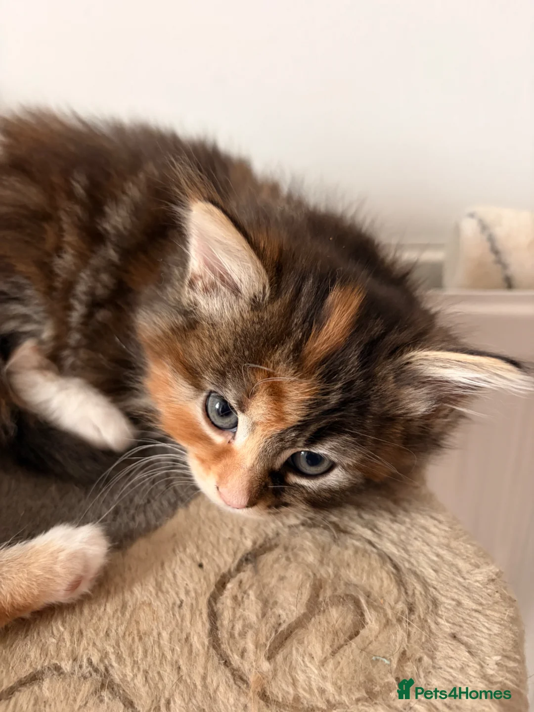 Mixed Breed cats for sale: Adorable fluffy kittens - Advert 2