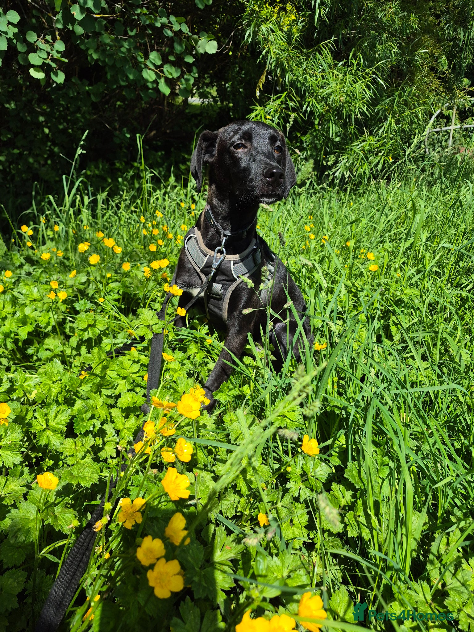 Mixed Breed dogs LEBBY - Advert 6