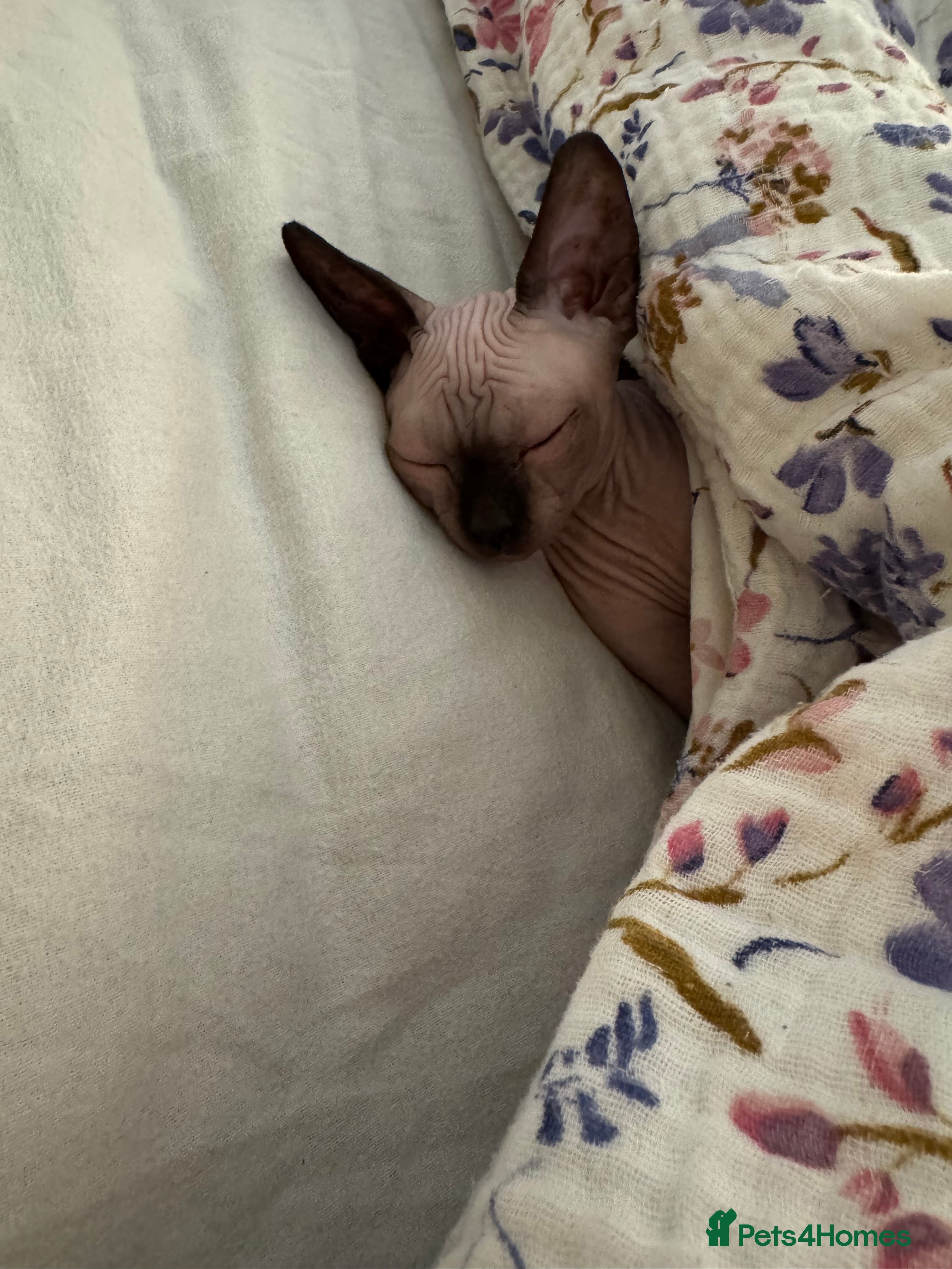 Sphynx cats Beautiful sphynx cat  - Advert 9