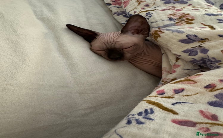 Sphynx cats - Advert 2