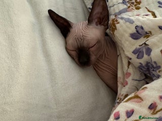 Sphynx cats - Advert 22
