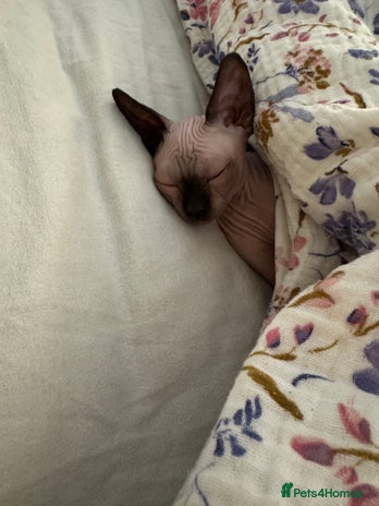 Sphynx cats - Advert 10