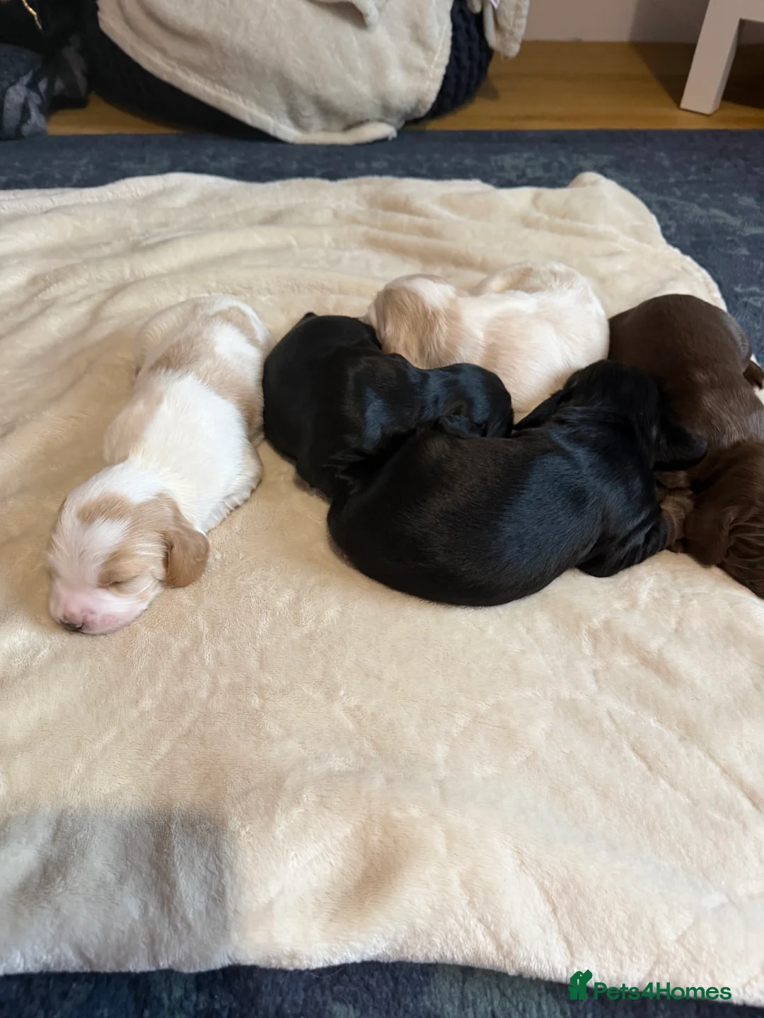 Sprocker dogs for sale: Adorable Sprocker puppies  - Advert 8