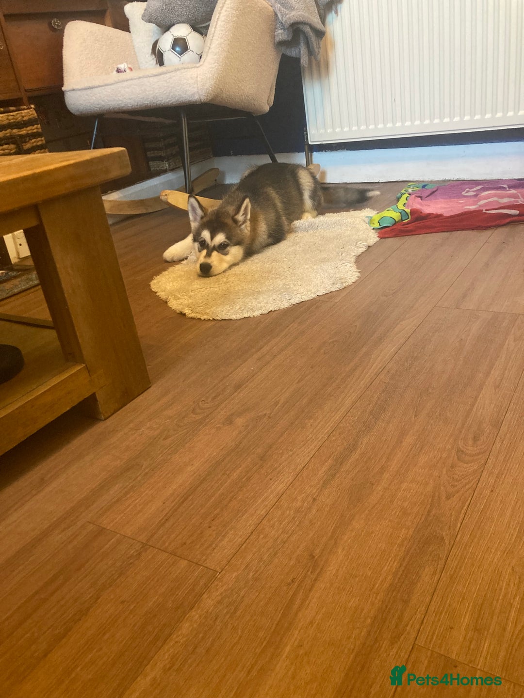 Alaskan Malamute dogs for sale: Alsaskan malamute puppies  - Advert 6