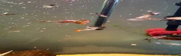 Live Bearers fish for sale: Guppies and aquarium plants for sale  - Advert 7