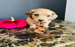 Miniature Dachshund dogs for sale: Cream Litter 5 Star Breeder ⭐️⭐️⭐️⭐️⭐️  - Image 19