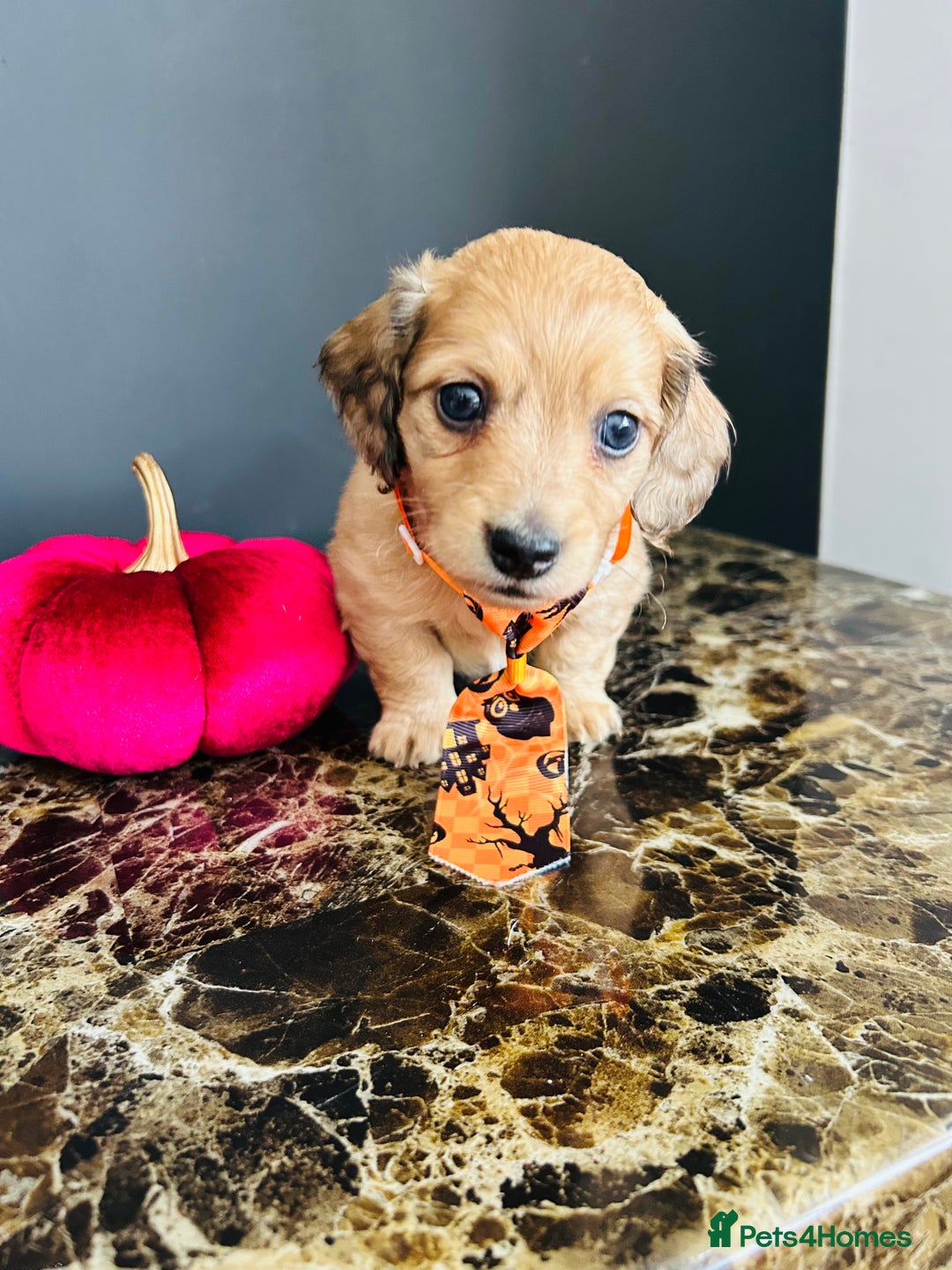 Miniature Dachshund dogs for sale: Cream Litter 5 Star Breeder ⭐️⭐️⭐️⭐️⭐️  - Image 19