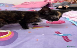 Mixed Breed cats for sale: Playful Female Kitten Ready for Her Forever Home - Image 5