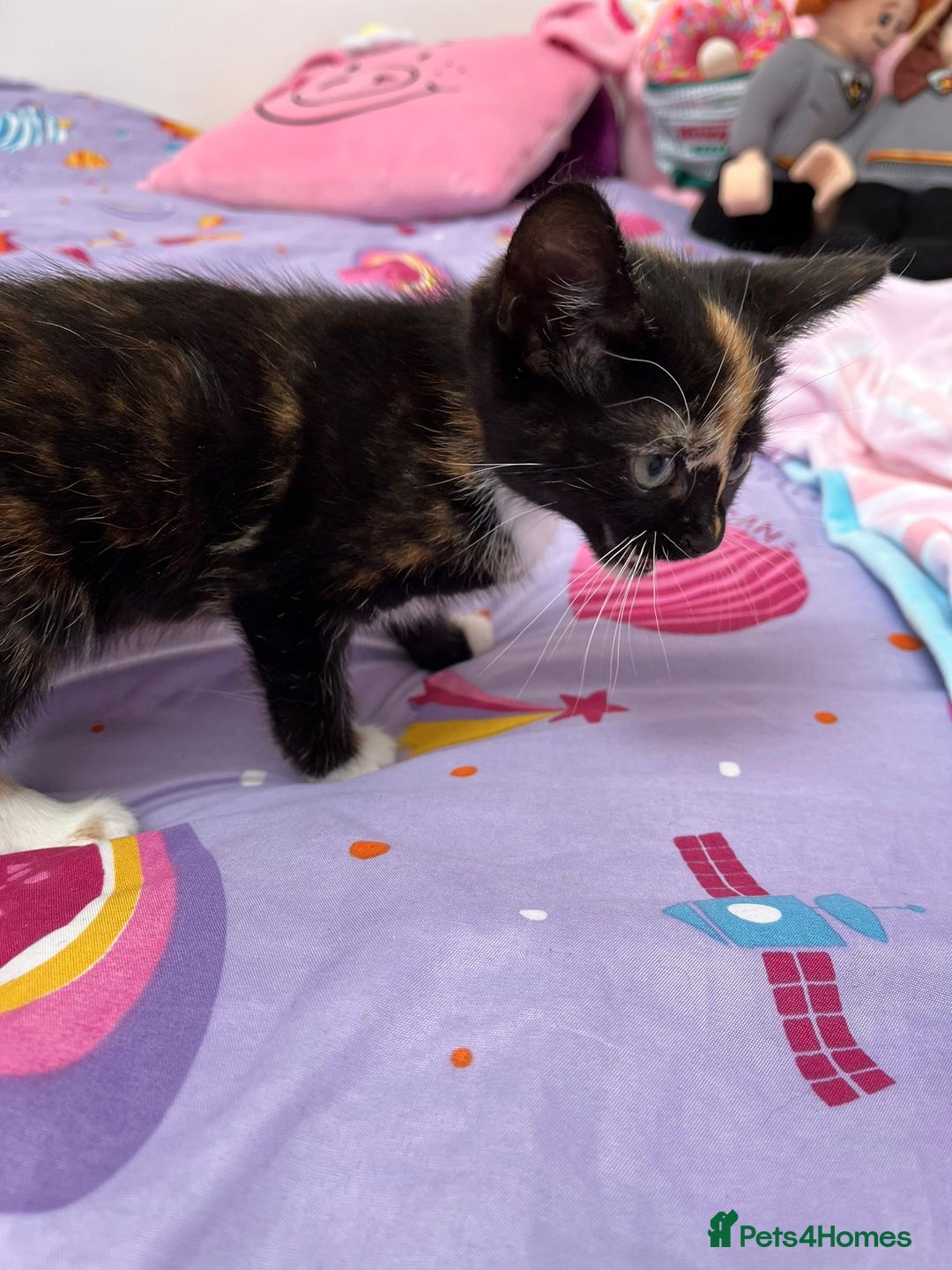 Mixed Breed cats for sale: Playful Female Kitten Ready for Her Forever Home - Image 5