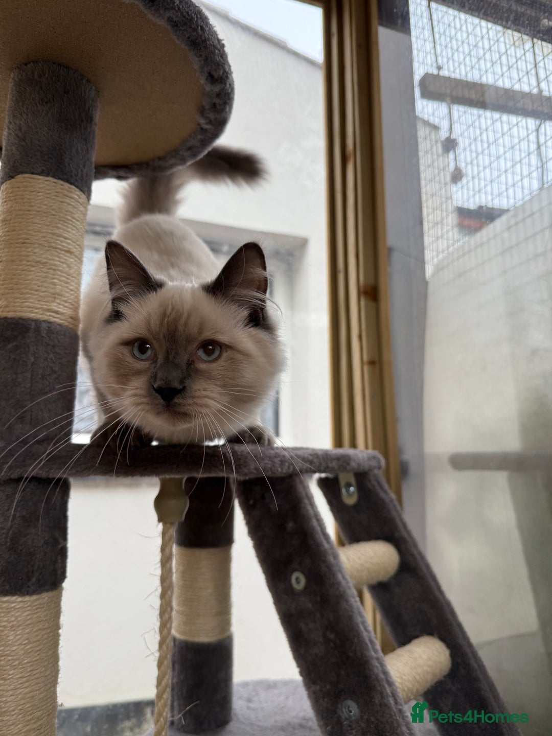 Ragdoll cats for sale: Beautiful friends ragdoll male and Bengal female  - Image 3