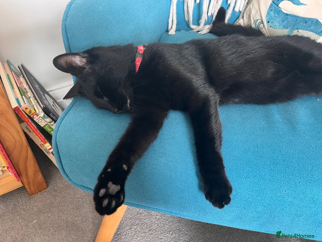 Mixed Breed cats for sale: Henrietta (Hen/Henri) - Advert 1