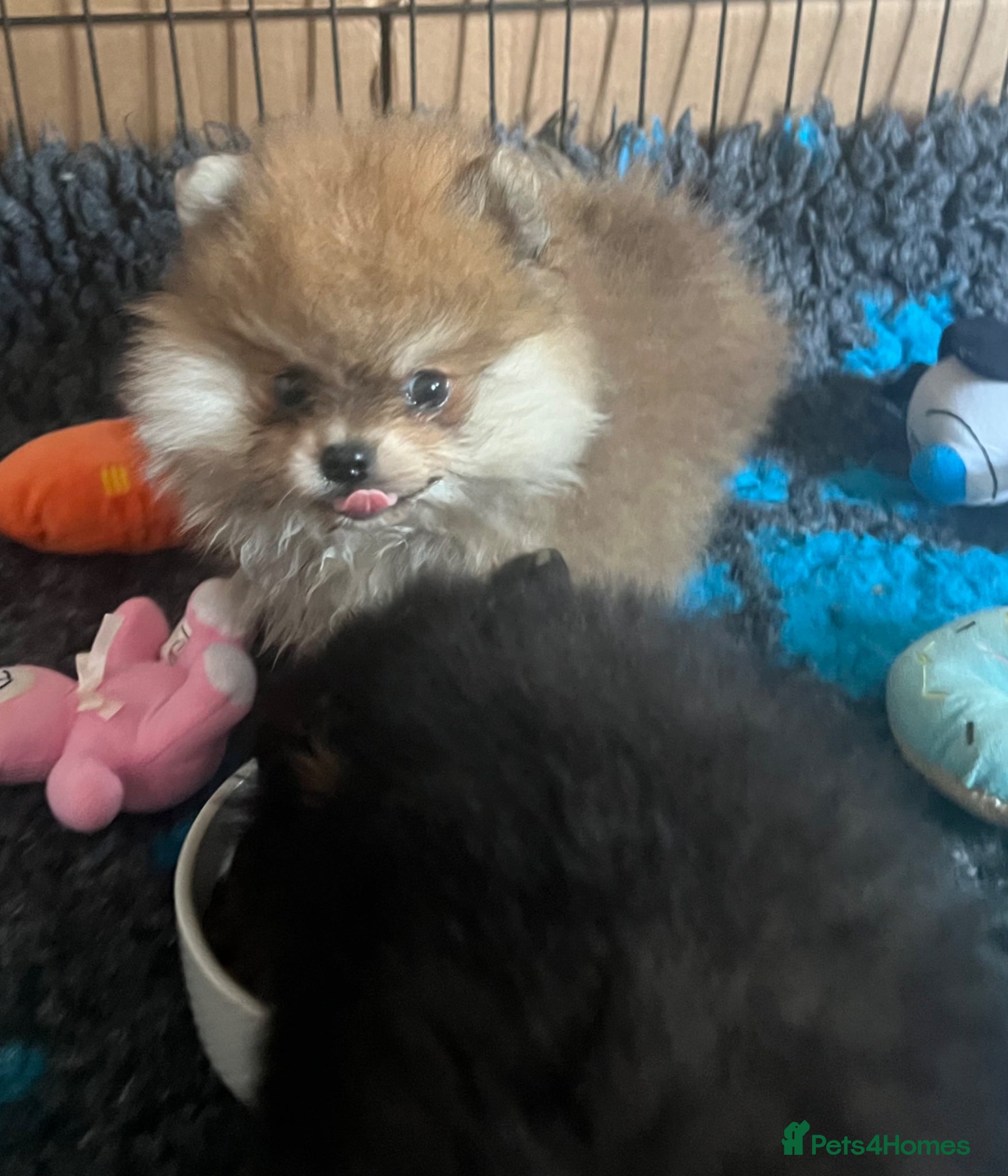 Pomeranian dogs for sale: Pomeranian Puppies Black & Tan Chocolate Sable - Advert 14