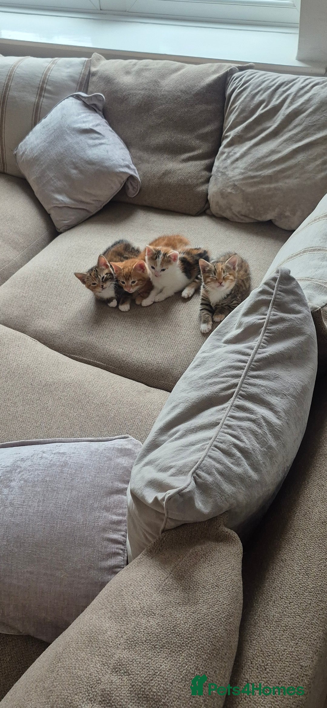 Domestic Shorthair cats for sale:  Adorable Kittens Looking for Their Forever Homes - Image 10