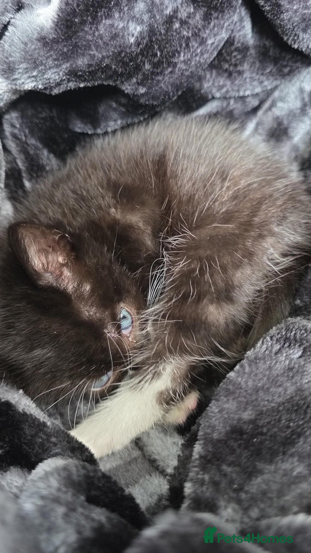 Mixed Breed cats for sale: 2 male kittens for sale - Image 5