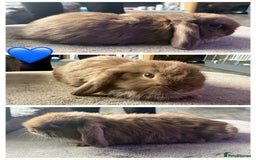Mini Lop rabbits for sale: 💙🩷Beautiful Mini Lops🩷💙 - Image 6