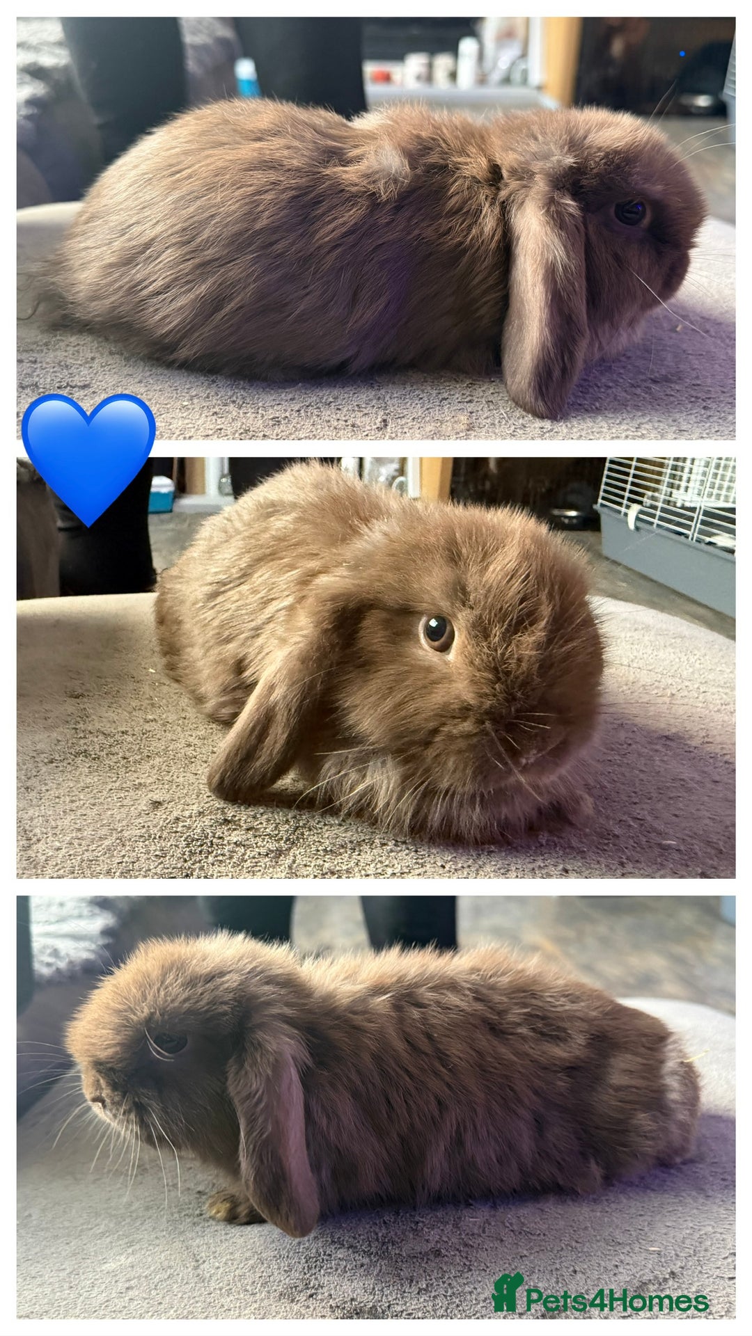 Mini Lop rabbits for sale: 💙🩷Beautiful Mini Lops🩷💙 - Image 6