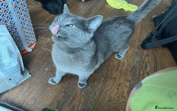Mixed Breed cats for sale: Male, Grey, Ragdoll X Cat - Image 5