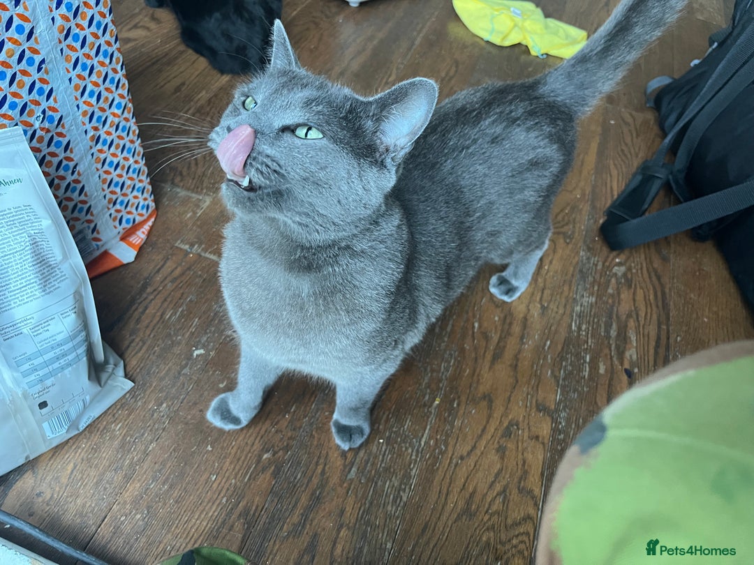 Mixed Breed cats for sale: Male, Grey, Ragdoll X Cat - Image 5