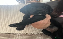 Springador dogs for sale: Last Springador girl left, ready to leave now - Image 3