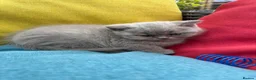 British Shorthair cats for sale: British Shorthair Kittens - GCCF - Advert 19
