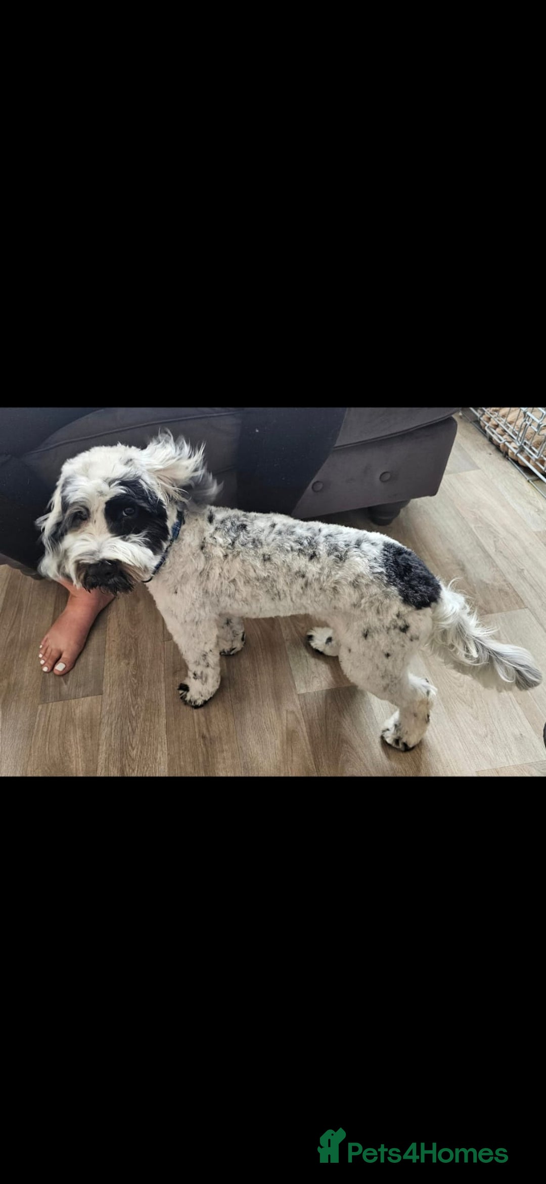 Cockapoo dogs for sale: Loving puppy looking for a new home.  - Image 2