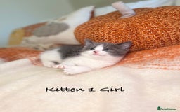 Mixed Breed cats for sale: Beautiful kittens 8 weeks old ready now  - Image 3